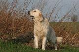 GOLDEN RETRIEVER 997
